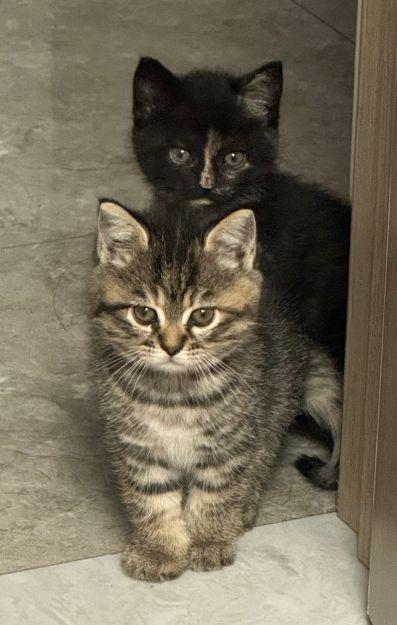 网红 白猫,网络红人的魅力与影响力